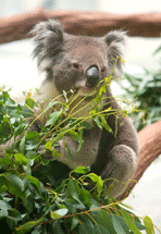 ユーカリを食べているコアラ