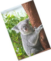 木に登っているコアラ