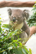 ユーカリを食べ満足そうなコアラ