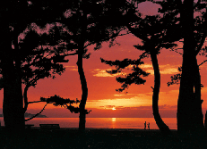 夕日の沈む松原の写真