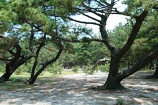 松原の写真