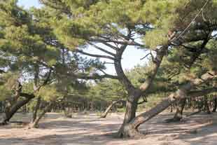 慶野松原松林の写真