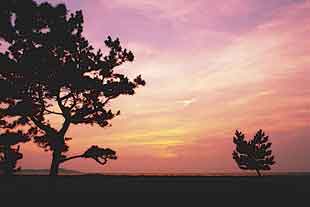 慶野松原の夕日の写真