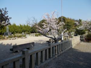 桜ヶ丘公園