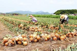 淡路島たまねぎ