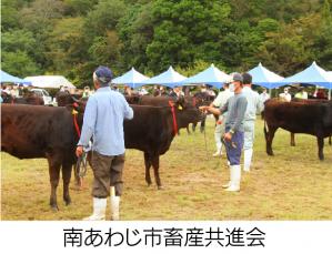 南あわじ市畜産共進会の様子