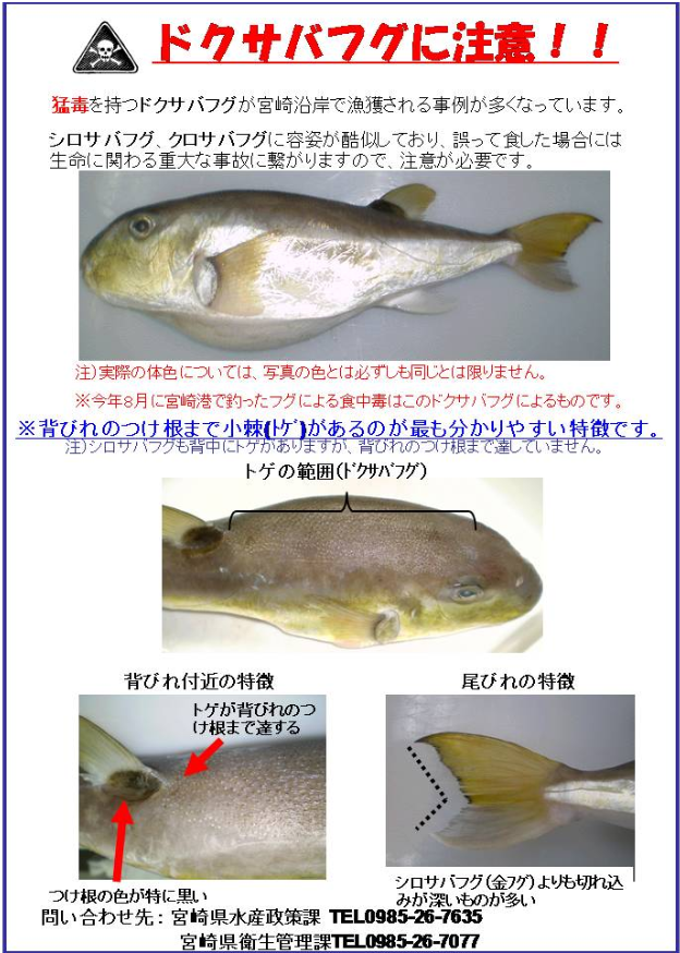 毒サバフグ注意喚起（宮崎県）