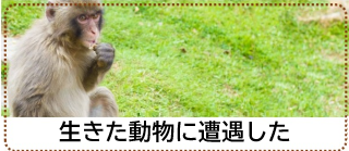 生きた動物に遭遇した