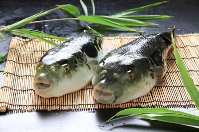 淡路島3年とらふぐ