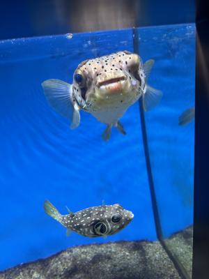 なぎさ水族館①