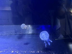 なぎさ水族館②