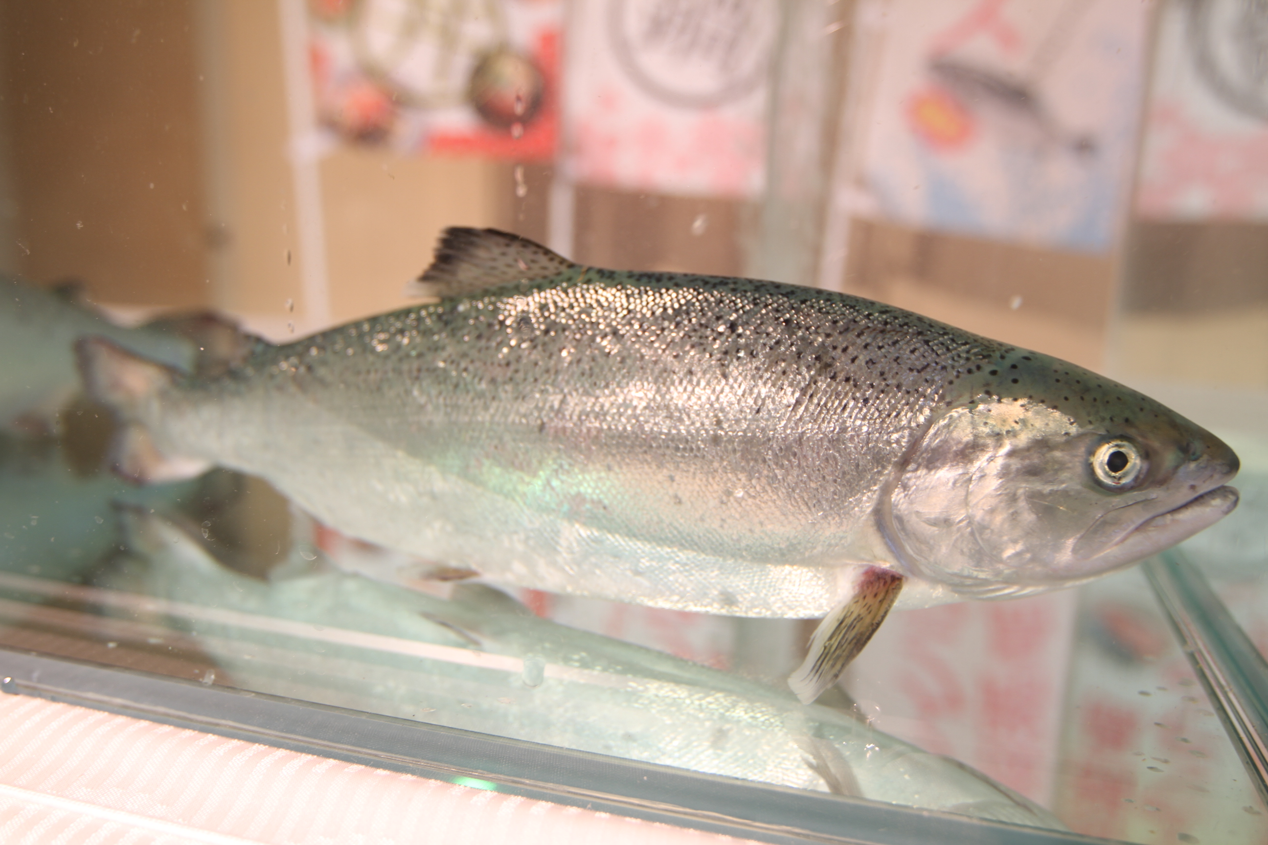 淡路島サクラマスの写真