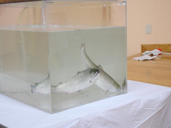 淡路島サクラマス