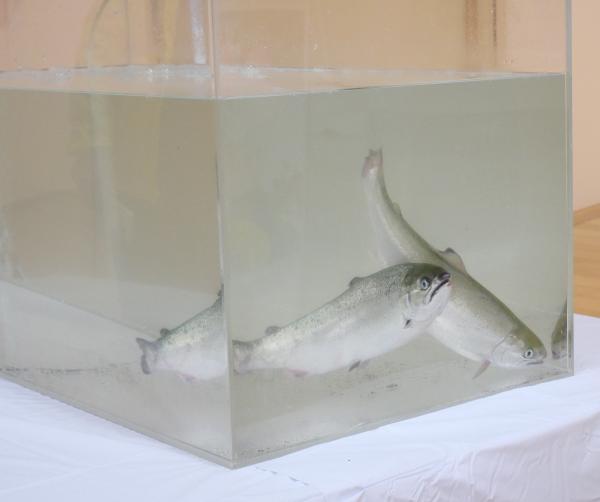 淡路島サクラマス