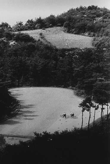 田植え