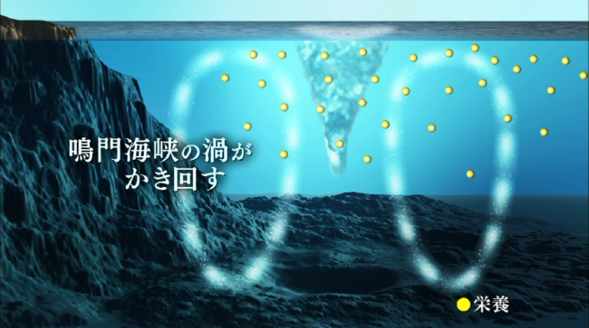 海の栄養分は渦潮によってかきまぜられる