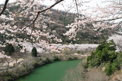 諭鶴羽の桜景色の写真