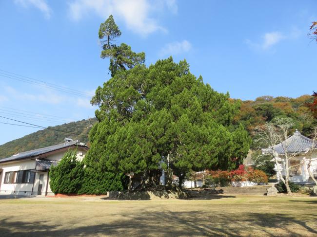 樹齢数百年におよぶいぶき